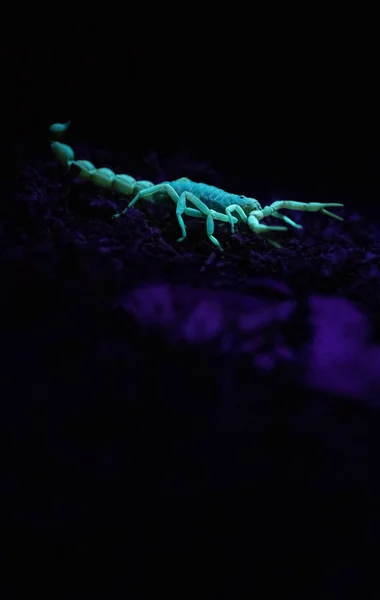 Κοντινή Εικόνα Ενός Δηλητηριώδους Σκορπιού Που Λάμπει Κάτω Από Ένα — Φωτογραφία Αρχείου