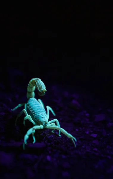 Close Image Poisonous Scorpion Glowing Light Night — Stock Photo, Image