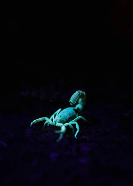 Immagine Ravvicinata Uno Scorpione Velenoso Che Brilla Sotto Una Luce — Foto Stock