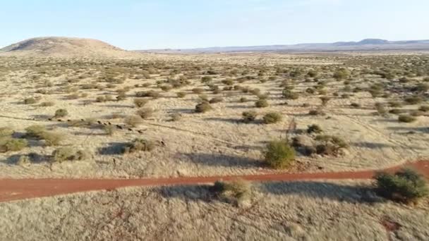 Flygfoto Över Vilda Djur Regionen Kalahari Sydafrika — Stockvideo