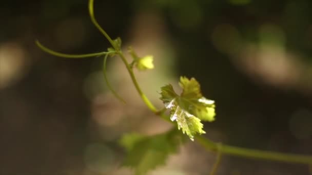 Primo Piano Filmato Vigneti Durante Giorno Uve Nella Valle Dell — Video Stock