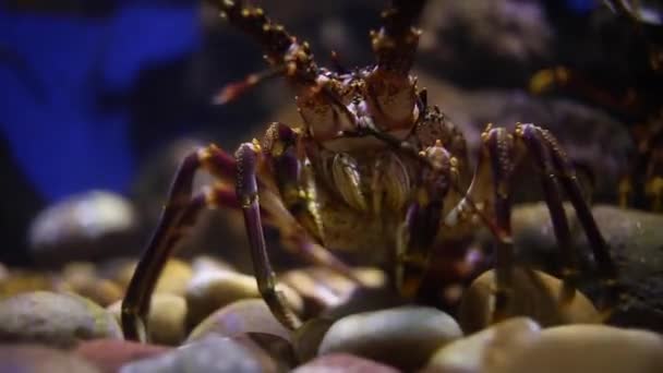 水族馆的海角岩石龙虾特写镜头 — 图库视频影像