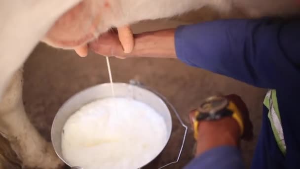 Closeup Footage Cow Being Milked Male Hands Bucket Cattle Farm — Stock Video