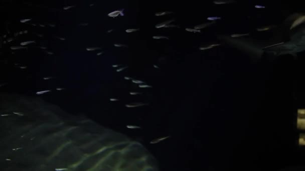 Sandtiger 鲨鱼或 Raggedtooth 鲨鱼在水族馆游泳的特写镜头 — 图库视频影像