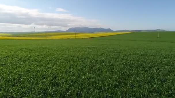 日当たりの良い時に緑の牧草地に黄色の花の空撮 — ストック動画