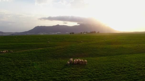 Luftaufnahme Von Schafsfutter Auf Der Grünen Wiese — Stockvideo