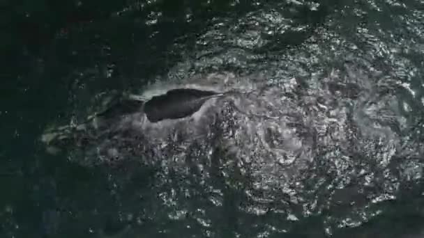 日没時間の青い海の水で大きなクジラの航空写真 — ストック動画