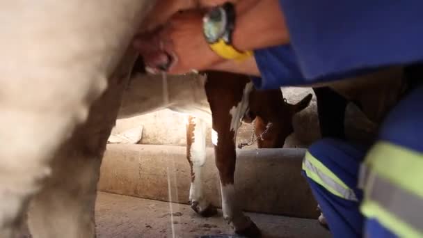 南アフリカ共和国の牧場にバケツに男性の手で搾乳される牛のクローズ アップ映像 — ストック動画
