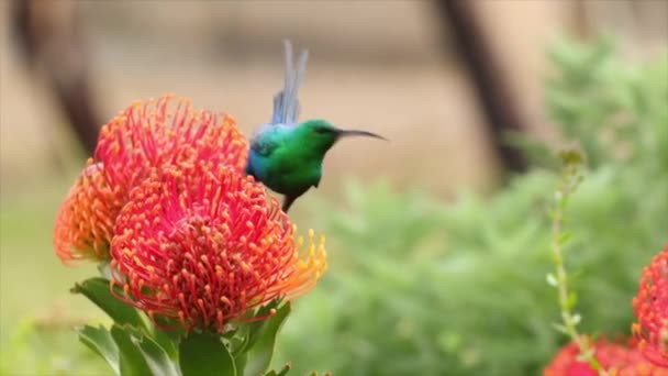 Nahaufnahme Eines Malachit Sonnenvogels Der Nektar Aus Einem Nadelkissen Trinkt — Stockvideo