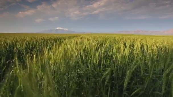 Swartland 地域の西部岬の南アフリカ共和国の風の吹く緑の麦畑の広角映像 — ストック動画