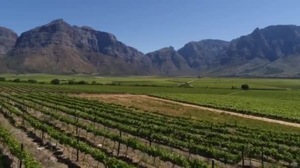 Nahaufnahmen Von Weinbergen Bei Tag Trauben Hexriver Tal Südafrika — Stockvideo