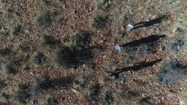 Visão Aérea Caçadores Com Armas Andando Campo Seco Tempo Ensolarado — Vídeo de Stock