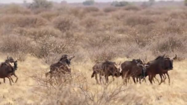 南アフリカ共和国のカラハリ砂漠地域で野生の雄牛のクローズ アップ — ストック動画