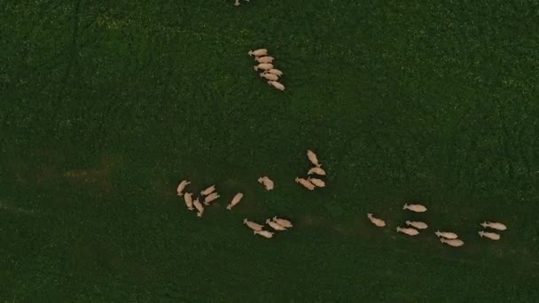 緑の牧草地に羊の空中写真フィードします — ストック動画