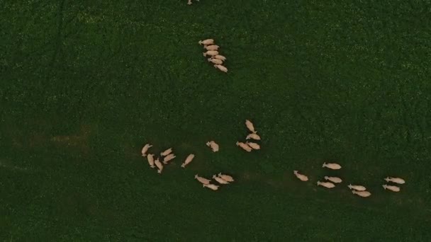 Aerial View Sheep Feeds Green Meadow Video Clip