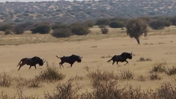 Primo Piano Dei Tori Selvatici Nella Regione Del Kalahari Sudafrica — Video Stock