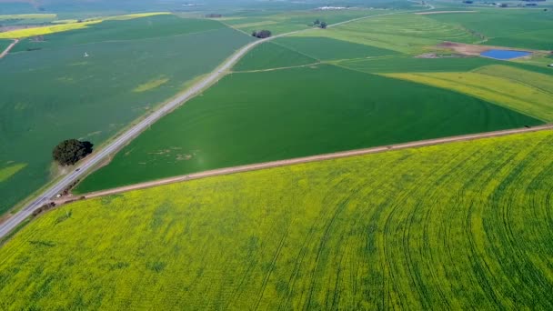 Vista Aérea Flores Amarillas Prado Verde Tiempo Soleado — Vídeos de Stock