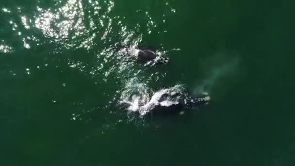 Zicht Vanuit Lucht Grote Walvissen Blauw Zeewater Bij Zonsondergang — Stockvideo
