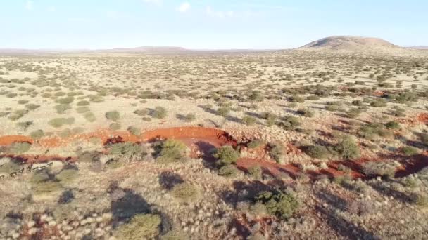 Flygfoto Över Vilda Djur Regionen Kalahari Sydafrika — Stockvideo