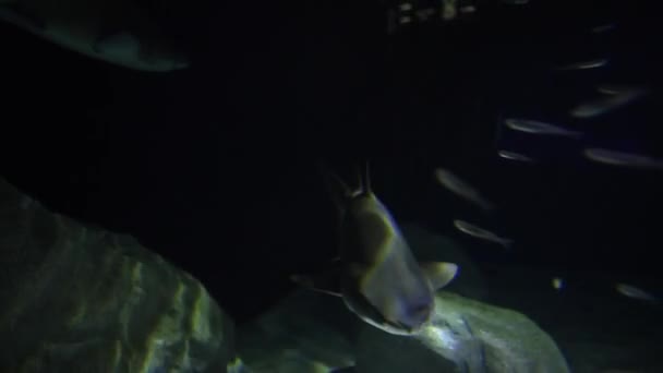 Imagens Perto Tubarões Sandtiger Tubarões Raggedtooth Nadando Aquário — Vídeo de Stock