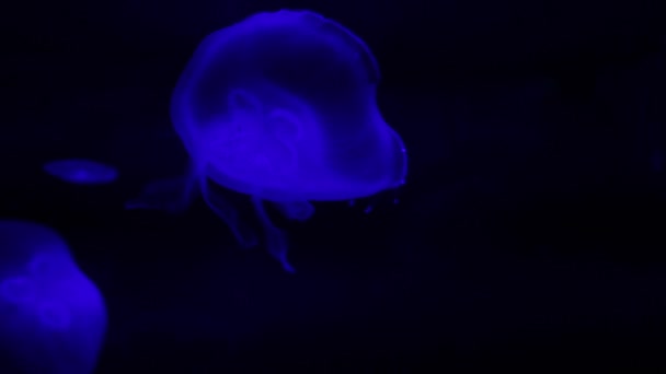 Imagens Perto Medusas Lunares Nadando Sob Luzes Azuis Aquário — Vídeo de Stock