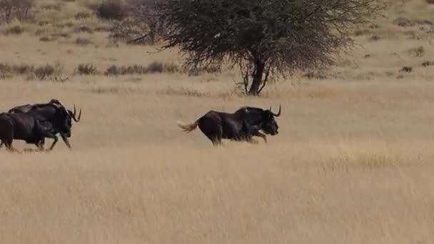 Gros Plan Sur Les Taureaux Sauvages Dans Région Kalahari Afrique — Video