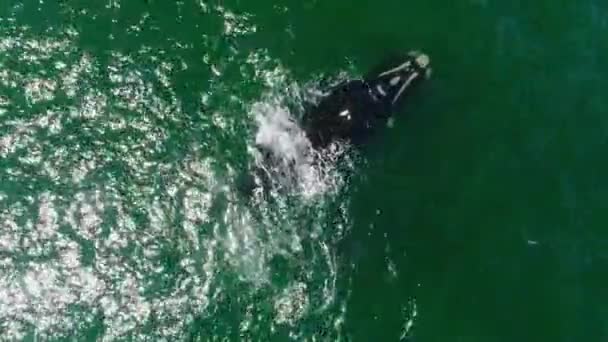 Luftaufnahme Großer Wale Blauen Meerwasser Bei Sonnenuntergang — Stockvideo