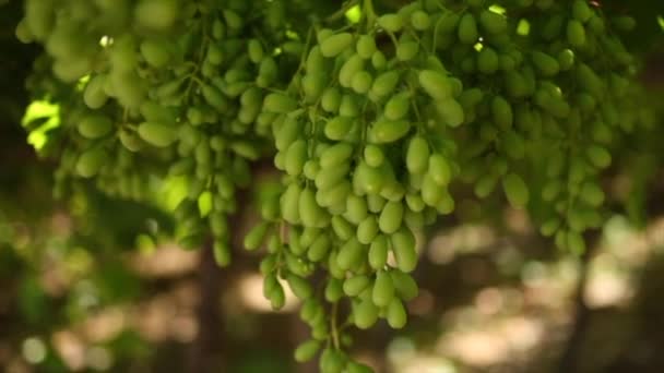 Primer Plano Los Viñedos Durante Día Uvas Valle Del Hexriver — Vídeos de Stock