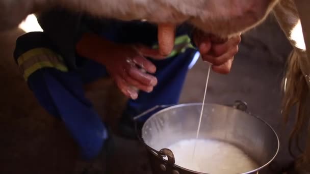 Close Beelden Van Koe Wordt Gemolken Door Mannelijke Handen Emmer — Stockvideo