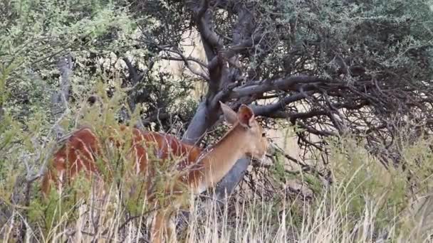 Nahaufnahmen Von Nyala Mutterschafen Die Sich Von Bürsten Der Kalahari — Stockvideo