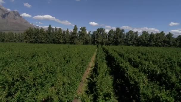 Vista Aérea Del Prado Verde Tiempo Soleado — Vídeos de Stock