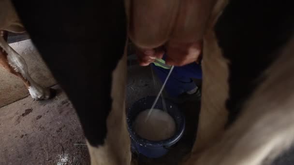 Imágenes Cerca Vacas Ordeñadas Por Manos Masculinas Cubo Una Granja — Vídeo de stock
