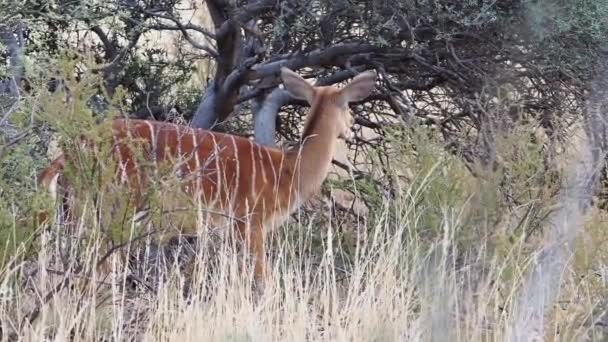 Imagens Perto Nyala Ewe Alimentando Pincel Região Kalahari África Sul — Vídeo de Stock
