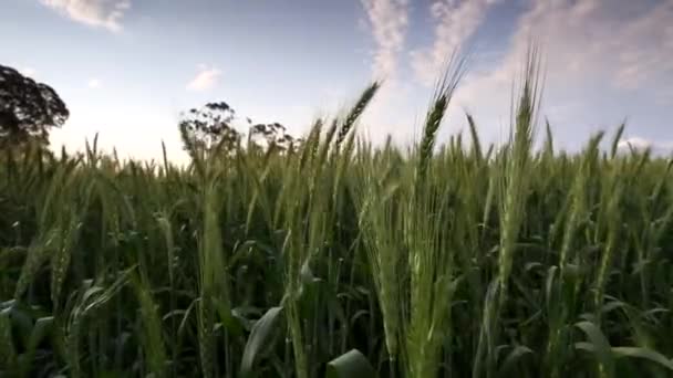 Swartland 地域の西部岬の南アフリカ共和国の風の吹く緑の麦畑の広角映像 — ストック動画