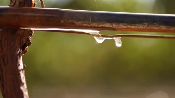 Vídeo Close Água Gotejando Sistema Irrigação Por Gotejamento Vinha — Vídeo de Stock