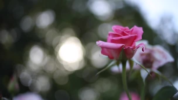 Primer Plano Hermosas Rosas Con Bokeh Destellos Sol Durante Día — Vídeos de Stock