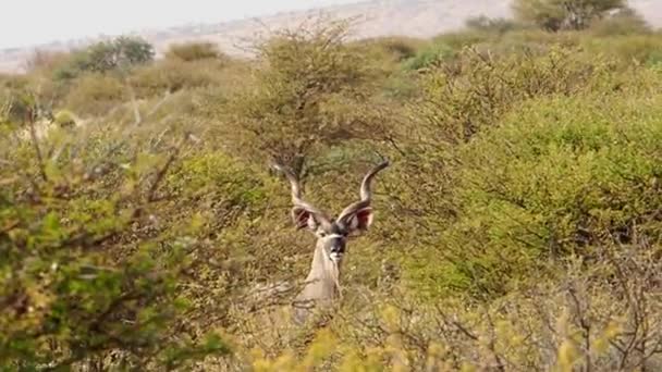 Güney Afrika Kalahari Bölgesinde Vahşi Antilop Close — Stok video