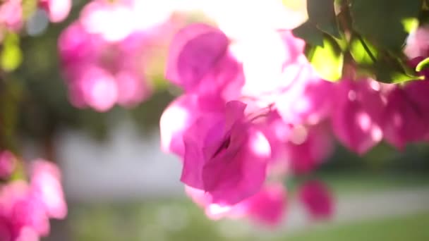 Close Video Van Bouganvilla Bloemen Met Mooie Achtergrondlicht — Stockvideo