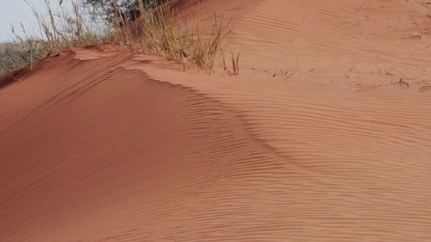 Kum Rüzgar Güney Afrika Kalahari Bölgesinde Üfleme Otlak — Stok video