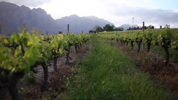 Closeup Footage Vineyards Daytime Grapes Hexriver Valley South Africa — Stock Video