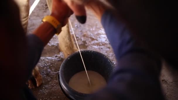 Imagens Perto Vaca Sendo Ordenhada Por Mãos Masculinas Balde Fazenda — Vídeo de Stock