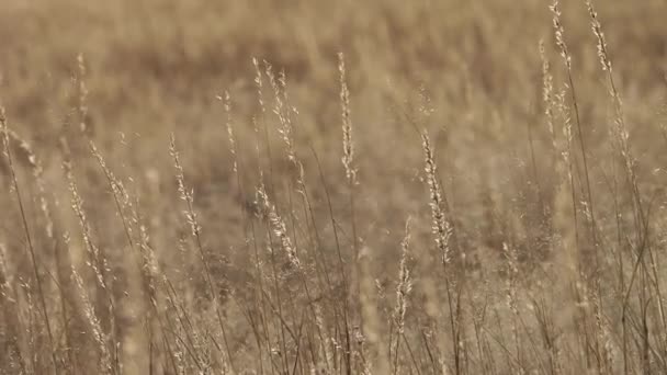 Άμμο Και Χορτολιβαδικές Εκτάσεις Πνέει Στον Άνεμο Στην Καλαχάρι Περιοχή — Αρχείο Βίντεο