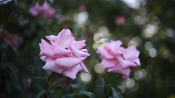 散景和太阳耀斑的美丽玫瑰特写在白天 — 图库视频影像