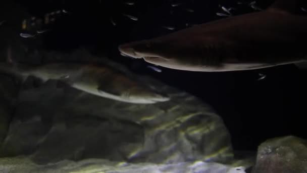 Съемки Крупным Планом Песчаных Акул Реггезубых Акул Плавающих Аквариуме — стоковое видео