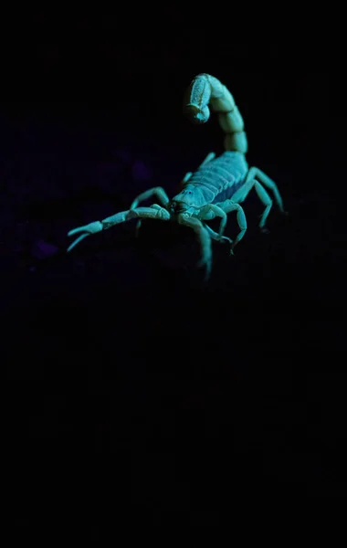 Imagem Perto Escorpião Venenoso Brilhando Sob Uma Luz Noite — Fotografia de Stock