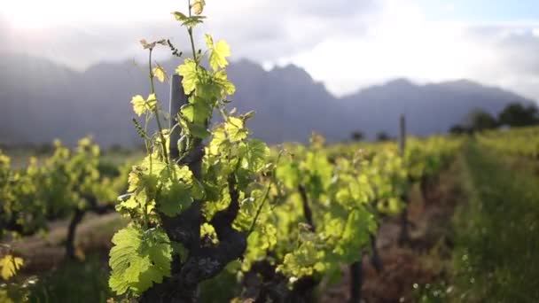 Detailní Záběry Vinic Dne Hrozny Hexriver Údolí Jižní Africe — Stock video