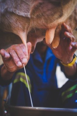 İneği elleriyle sağan bir çiftçinin görüntüsünü kapat.