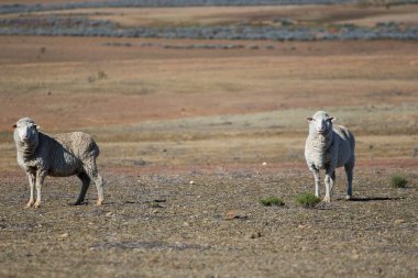 Güney Afrika 'nın batısındaki Touwsrivier Burnu' nun hemen dışındaki Karoo çiftliğindeki bir sürüdeki bazı Merino koyunlarının yakın görüntüsü.