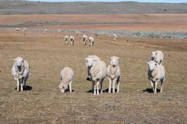Güney Afrika 'nın batısındaki Touwsrivier Burnu' nun hemen dışındaki Karoo çiftliğindeki bir sürüdeki bazı Merino koyunlarının yakın görüntüsü.