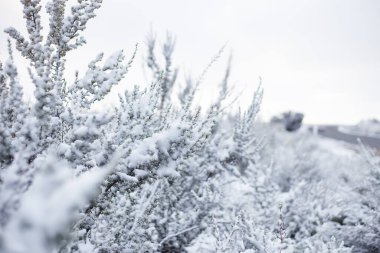 Close up image of branches covered in fresh snow near Ceres in the Western Cape of South Africa clipart